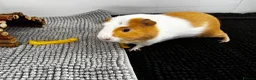 Guinea Pig rodents for sale: Meet ‘Squiggles’  in Barry - Advert 1