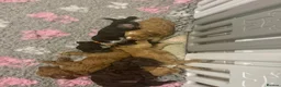 Cockapoo dogs for sale: A litter of beautiful cockapoos in Manchester - Advert 6
