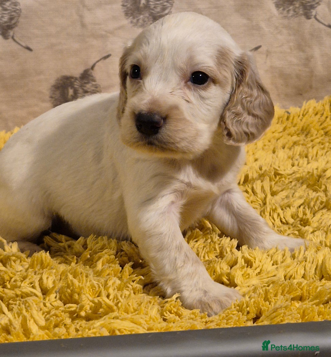 Cocker Spaniel dogs for sale: Cocker spaniel puppies  - Image 6