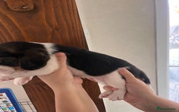 Beagle dogs for sale: Gorgeous beagles KC registered  - Image 10