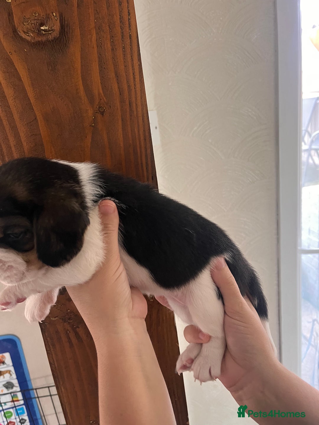 Beagle dogs for sale: Gorgeous beagles KC registered  - Image 10
