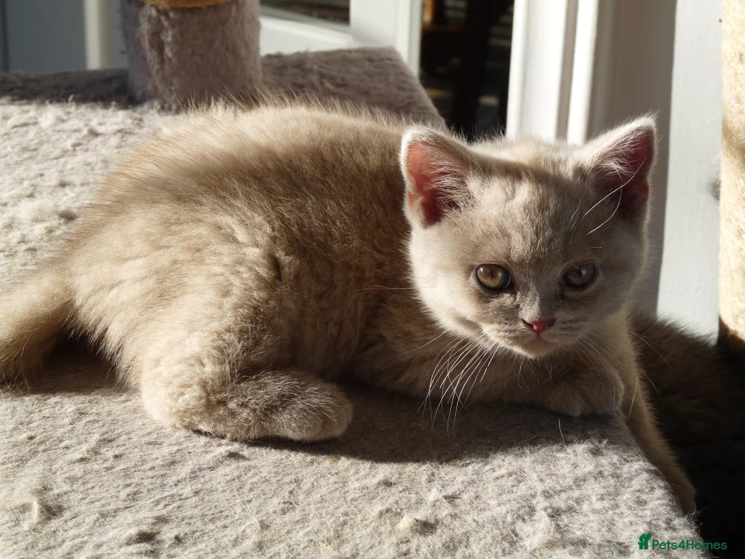 British Shorthair cats for sale: four beautiful british shorthair kittens for sale - Advert 34