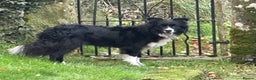 Border Collie dogs for sale: Stunning KC registered girl  - Advert 5