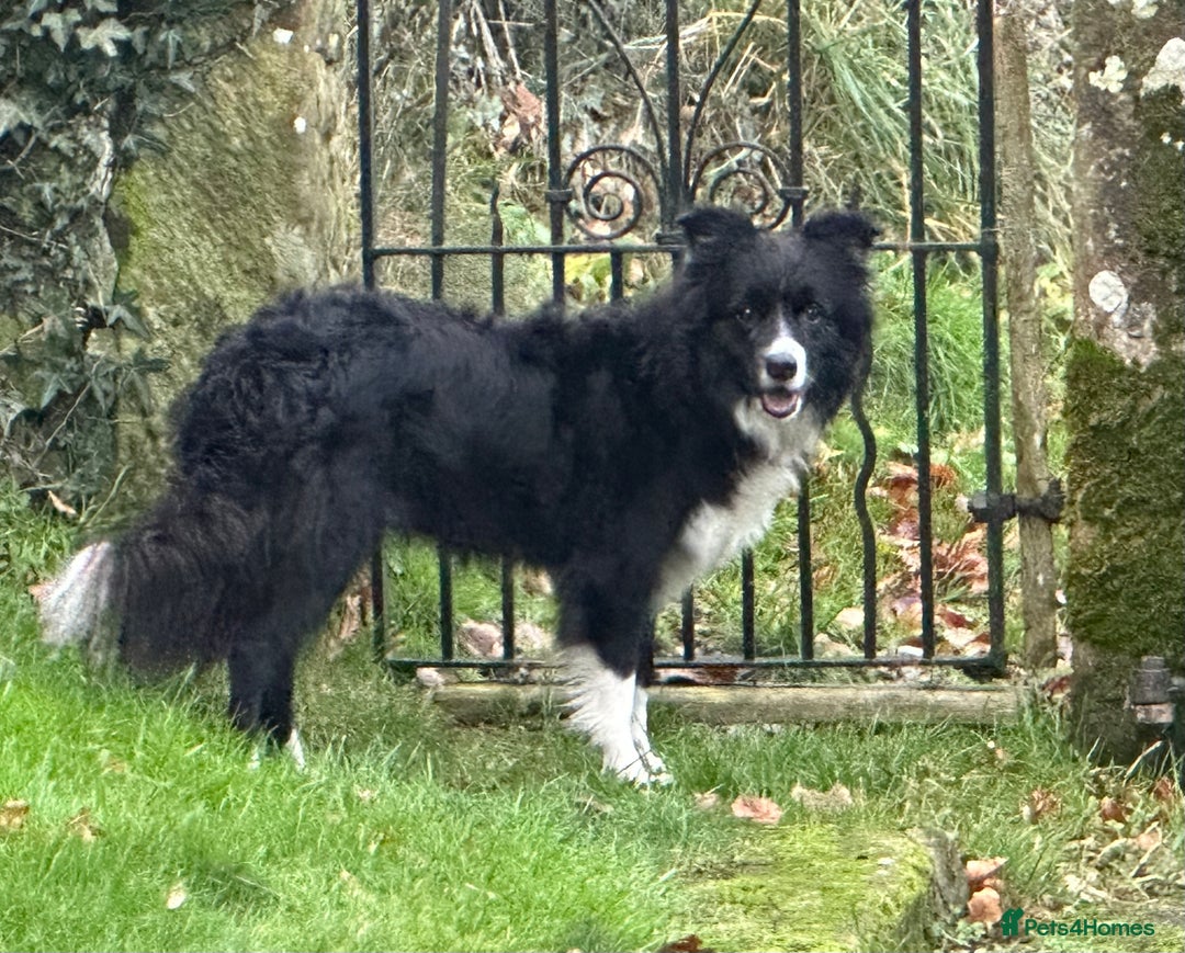 Border Collie dogs for sale: Stunning KC registered girl  - Advert 5