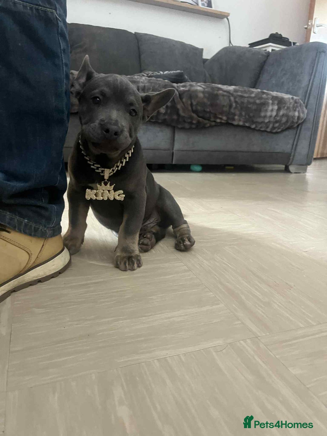 Mixed Breed dogs for sale: French bulldog X - Image 3