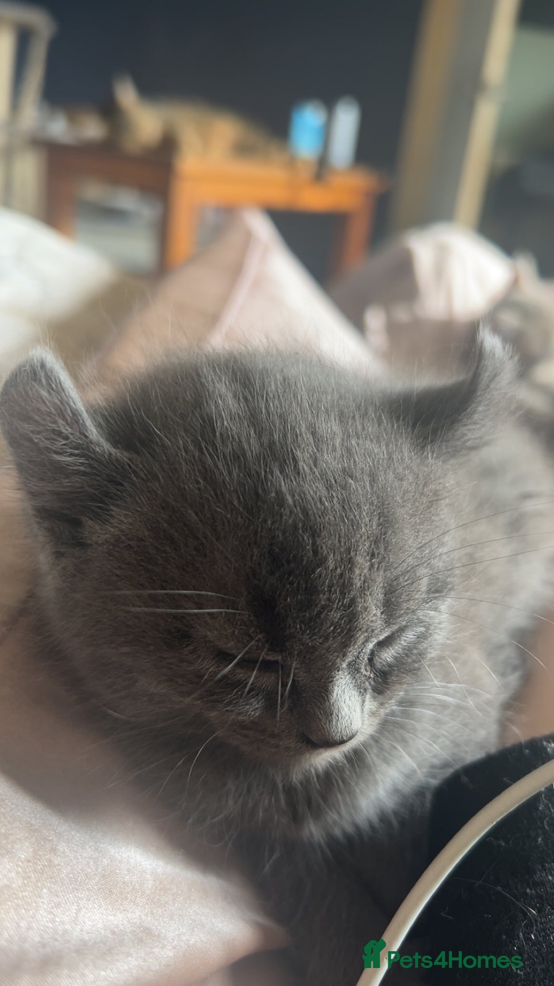 Sphynx cats for sale: House cat x sphinx kittens - Image 14