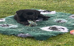 Labrador Retriever dogs for sale: Yellow and black Labrador puppies in Whitchurch - Image 8