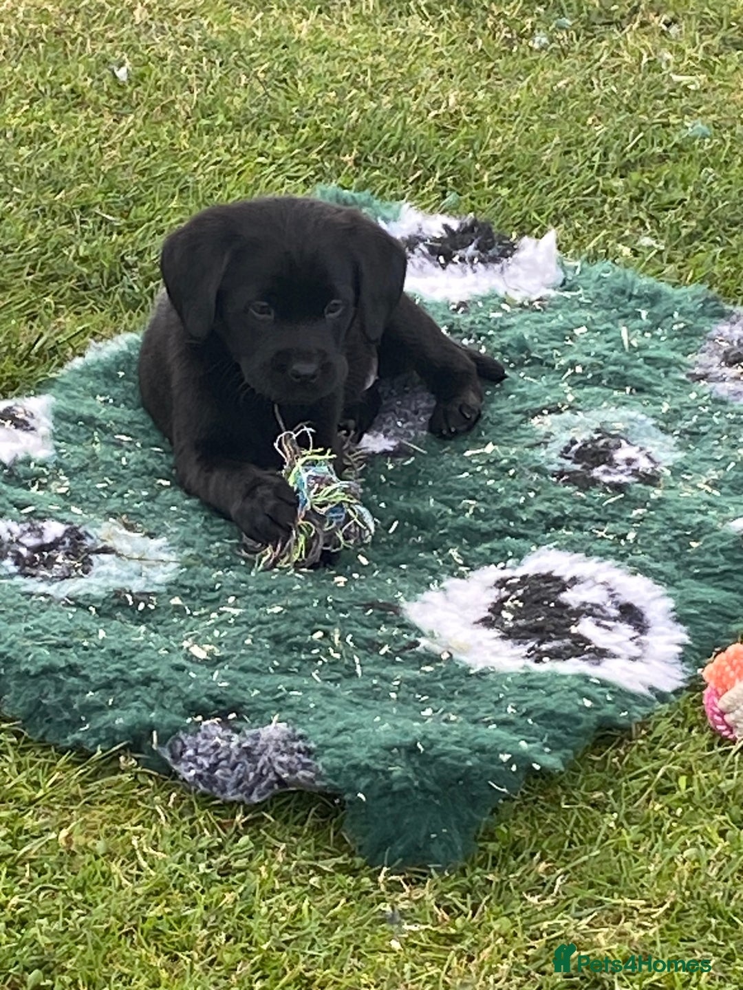Labrador Retriever dogs for sale: Yellow and black Labrador puppies in Whitchurch - Image 8