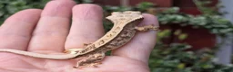 Gecko reptiles for sale: Crested geckos  - Advert 11