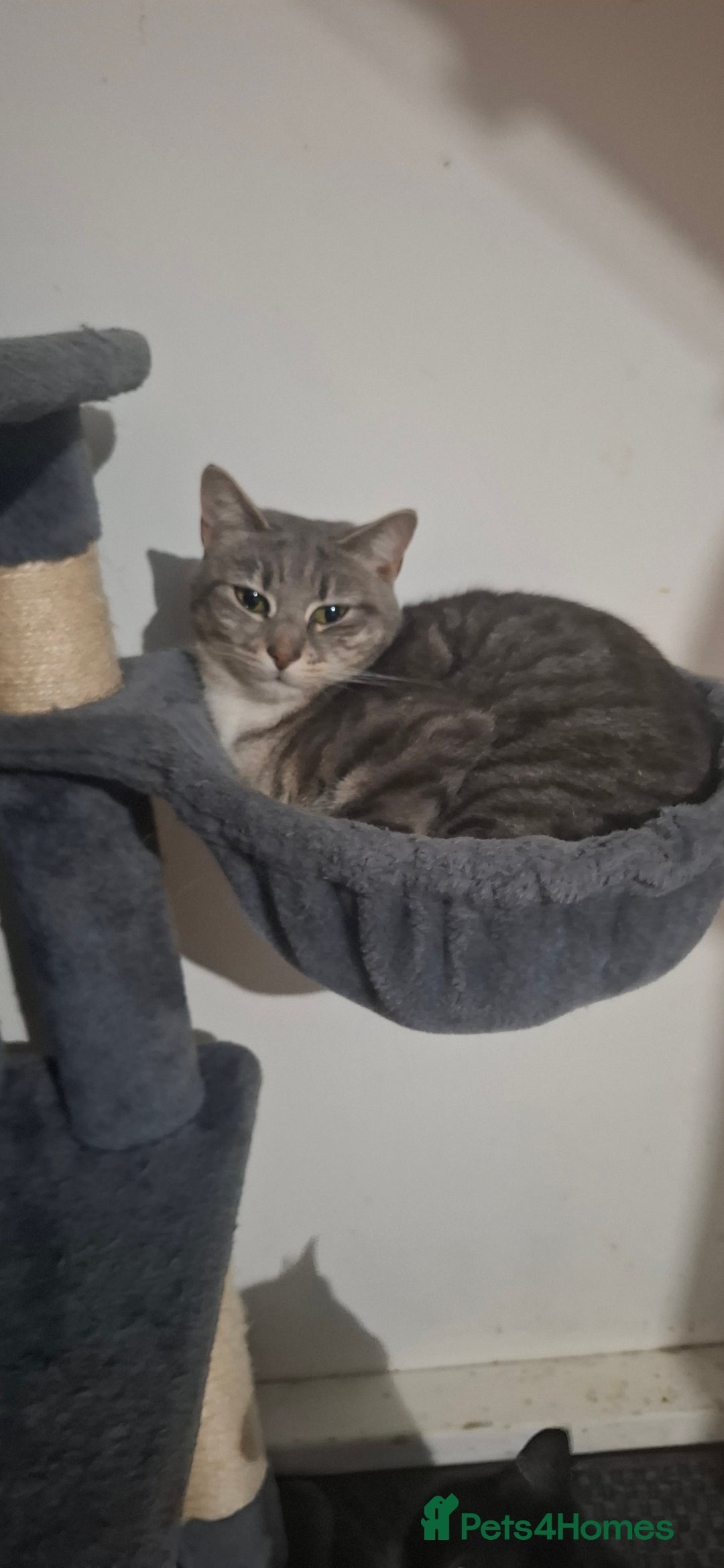 Mixed Breed cats for sale: Black & white Longhair and Grey shorthair cats - Advert 3