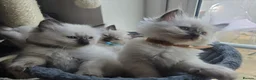 Ragdoll cats for sale: Ragamese ragdoll Siamese kittens  - Advert 17