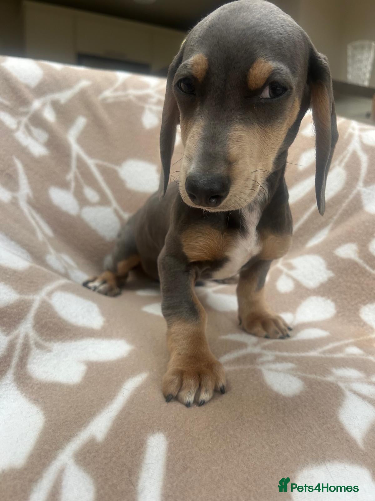 Dachshund dogs ****4 beautiful boys *** - Advert 2