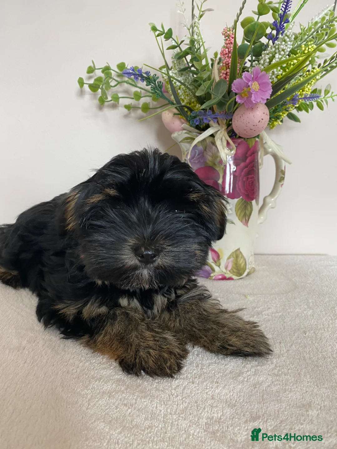 Yorkshire Terrier dogs for sale: Yorkshire Terrier puppy - Advert 2