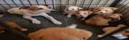 Mixed Breed dogs for sale: Jack russell x pomeranian  - Advert 9