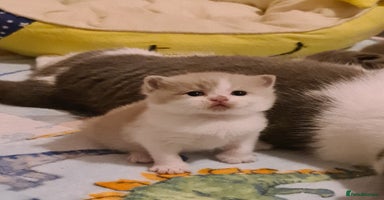 British Shorthair cats British ShortHair kittens Register GCCF  - Advert 5