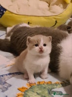 British Shorthair cats British ShortHair kittens Register GCCF - Advert 5