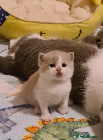 British Shorthair cats - Advert 1