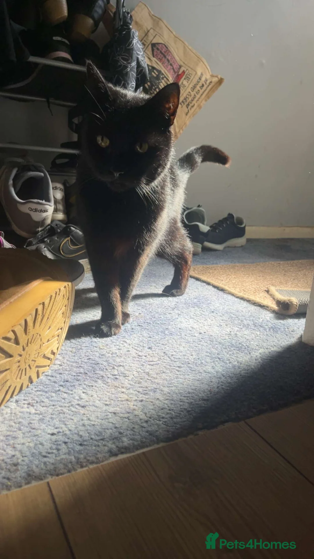 Mixed Breed cats for sale: male black cat for sale  in Gloucester - Advert 2