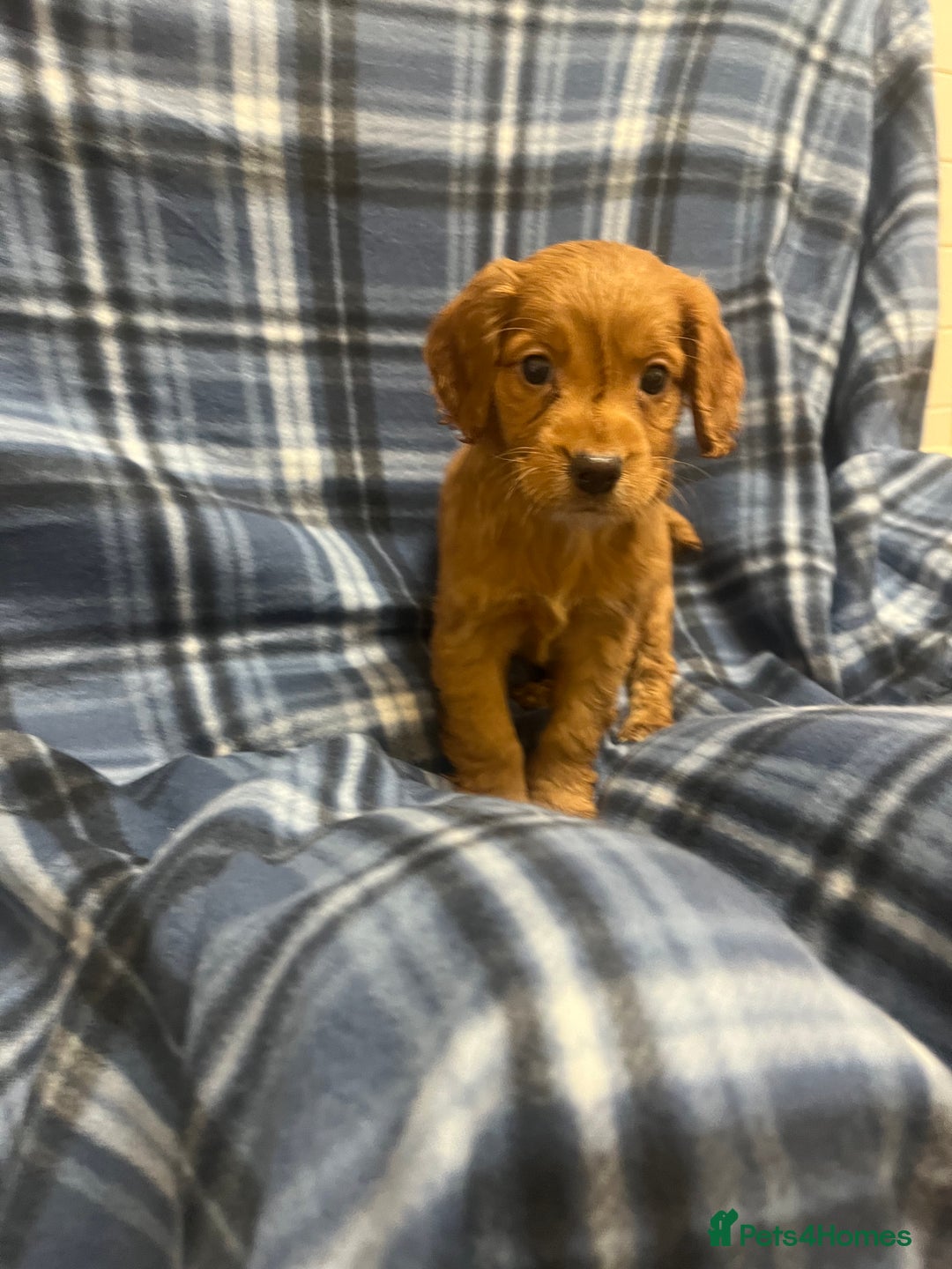 Cocker Spaniel dogs for sale: Stunning Cocker Spaniel Puppies - Advert 9