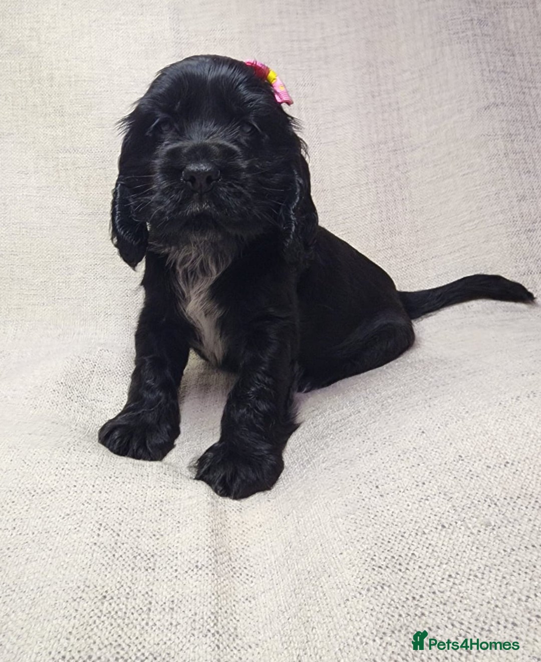 Cocker Spaniel dogs for sale: Show type unique markings cocker spaniel puppies  - Advert 26