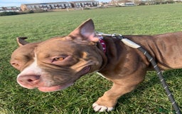 Mixed Breed dogs for sale: Stunning female pocket bully age 3 - Image 2