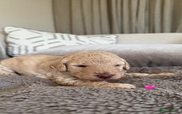 Australian Labradoodle dogs for sale: 🌟 Australian Labradoodle Puppies 🌟 - Image 3