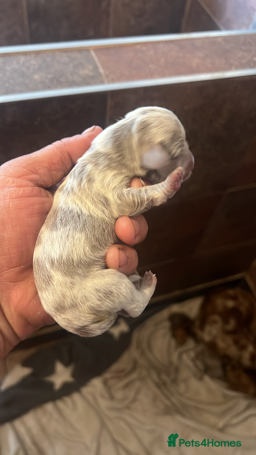 Miniature Dachshund dogs for sale: 5 long hair miniature dachshund  - Image 7