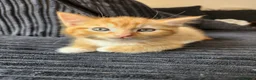 Ragdoll cats for sale: 3 kittens - Advert 8