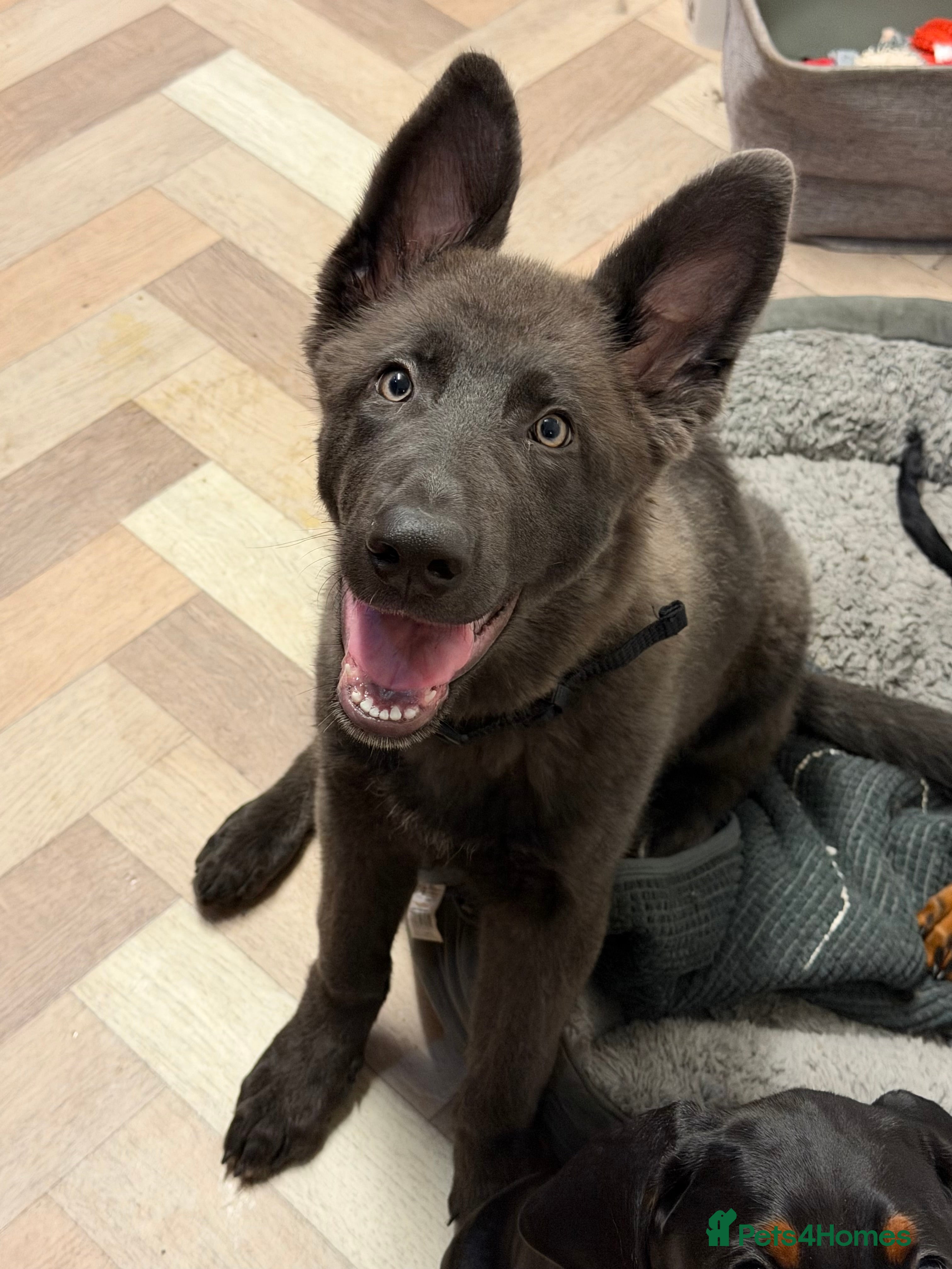 German Shepherd dogs Blue German Shepherd puppy - Advert 10