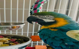 Macaws birds for sale: Male macaw parrot - Image 5
