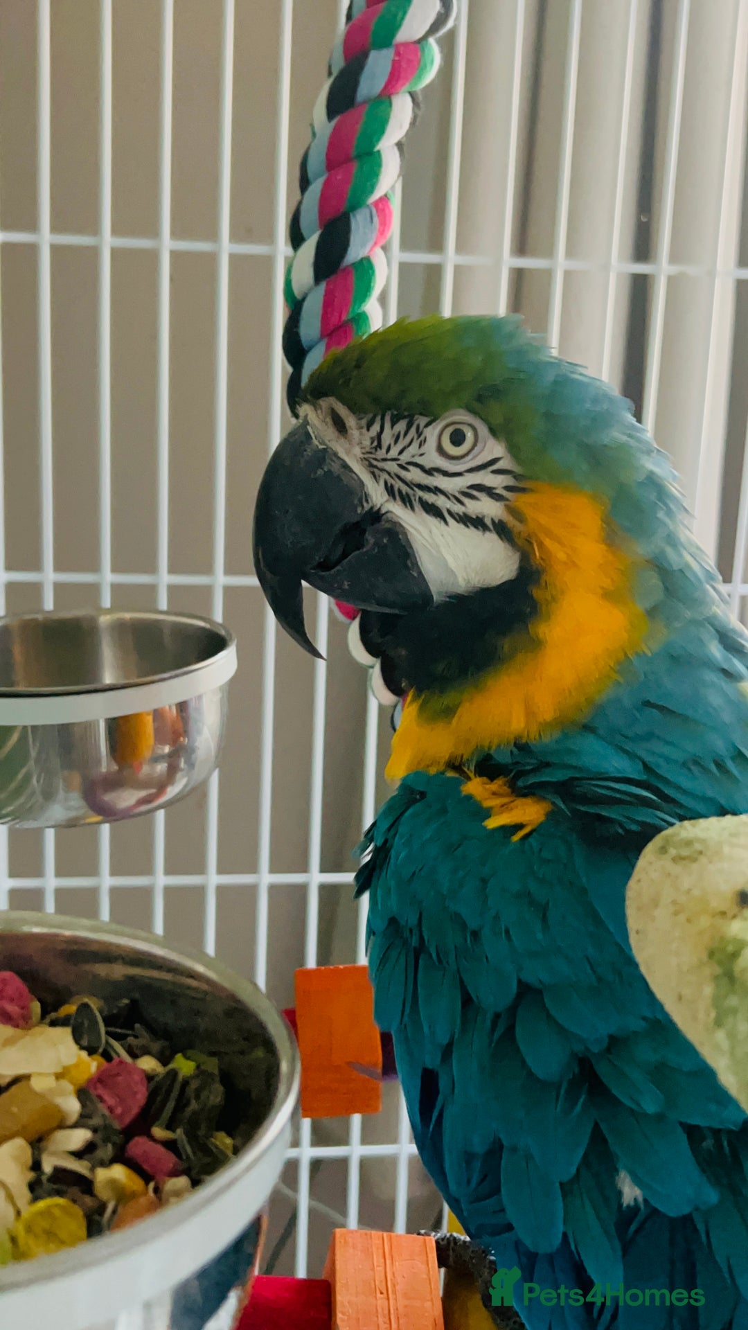 Macaws birds for sale: Male macaw parrot - Image 5
