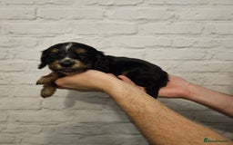 Cocker Spaniel dogs for sale: Cocker spaniels - Image 20