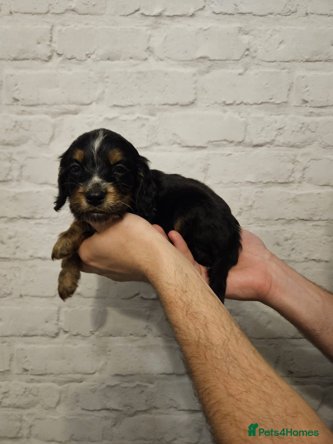 Cocker Spaniel dogs for sale: Cocker spaniels - Image 20