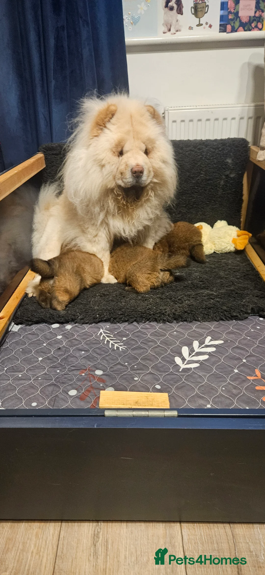 Chow Chow dogs for sale: Kc registered Chow chow puppies  - Advert 14