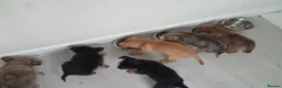 Jack Chi dogs for sale: Jack chi puppies for sale in Port Talbot - Advert 16