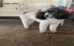 Miniature Poodle dogs for sale: KC Registered Miniature Parti Poodle - Image 1