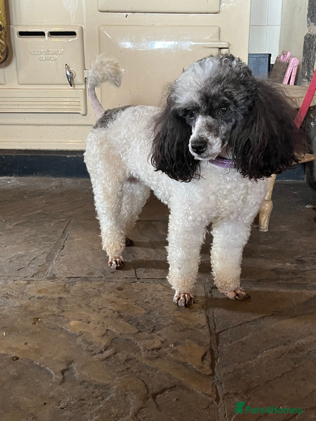 Miniature Poodle dogs for sale: KC Registered Miniature Parti Poodle - Image 1