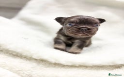 French Bulldog dogs for sale: Beautiful litter off French bulldog puppies  - Image 13