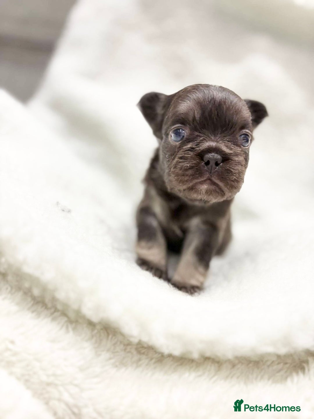 French Bulldog dogs for sale: Beautiful litter off French bulldog puppies  - Image 13