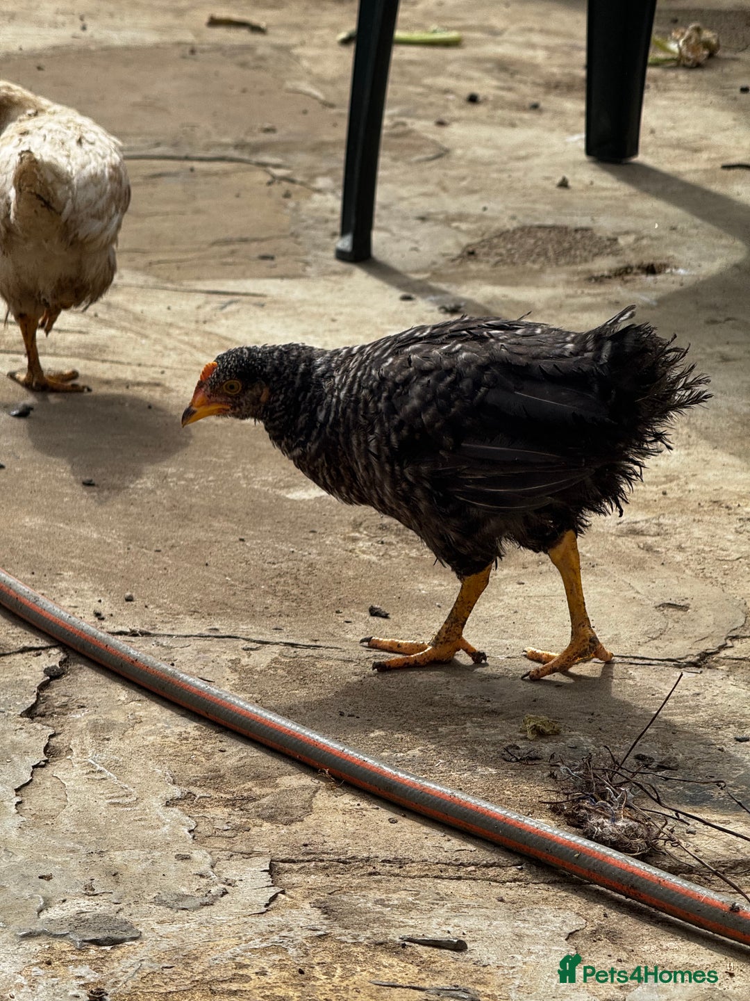 Chickens poultry for sale: Whole Laying Hen Flock for Sale, chicks, hens. - Image 20