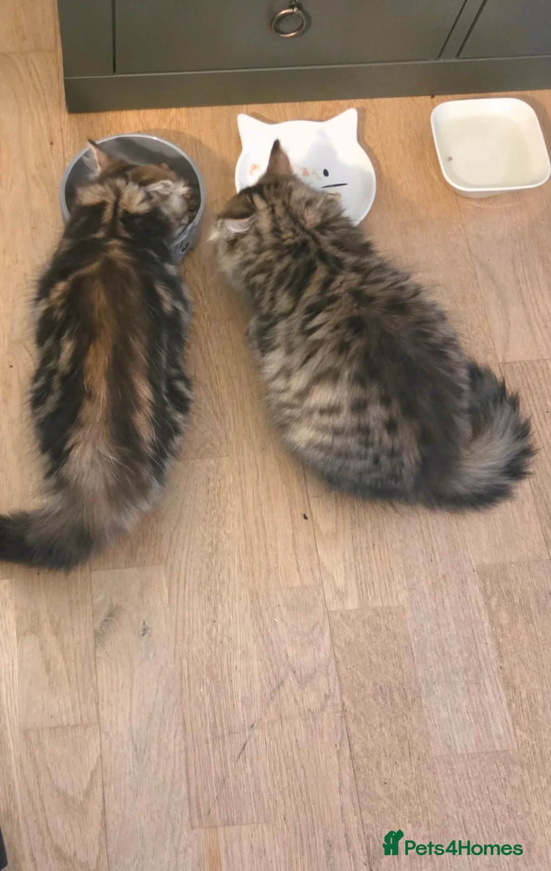 Mixed Breed cats for sale: Two Tabby brothers  in Woking - Advert 6