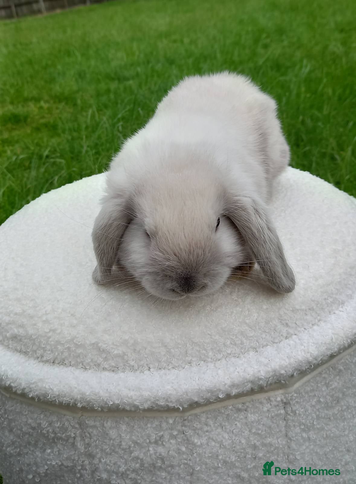 Mini Lop rabbits Beautiful Baby Mini Lop - Advert 1