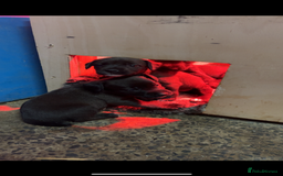 Patterjack dogs for sale: Patterjacks - Image 3