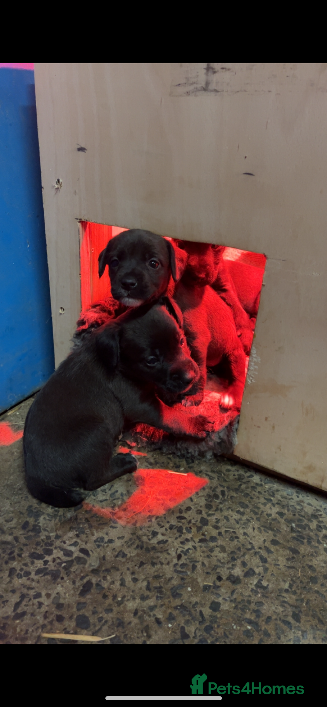 Patterjack dogs for sale: Patterjacks - Image 3