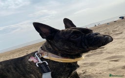 Frug dogs for sale: Beautiful F1 boy Frug - Image 6