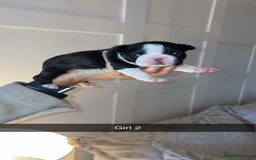 Boston Terrier dogs for sale: Boston Terrier Puppies – Ready December 8th! - Image 4