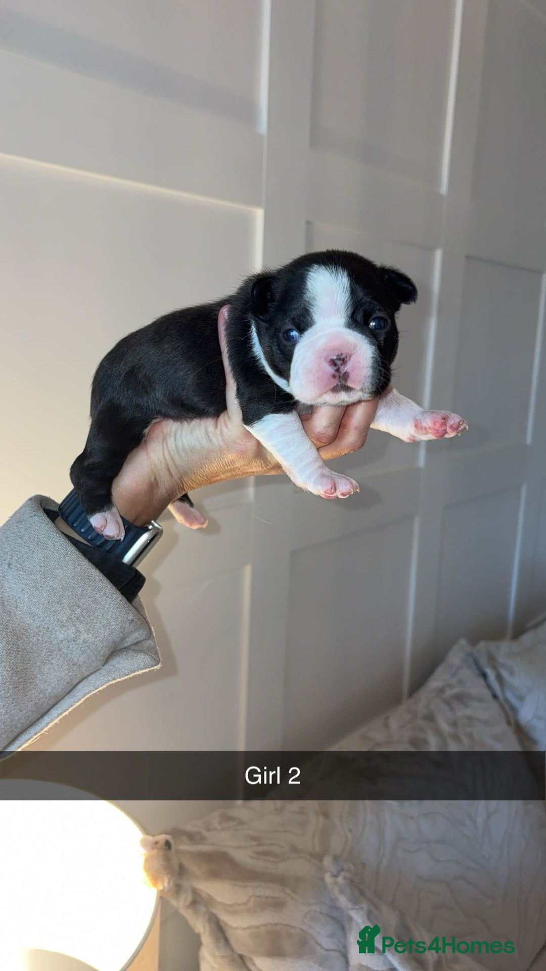 Boston Terrier dogs for sale: Boston Terrier Puppies – Ready December 8th! - Image 4
