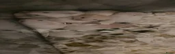 Hamster rodents for sale: 10 baby Hamsters  - Advert 7