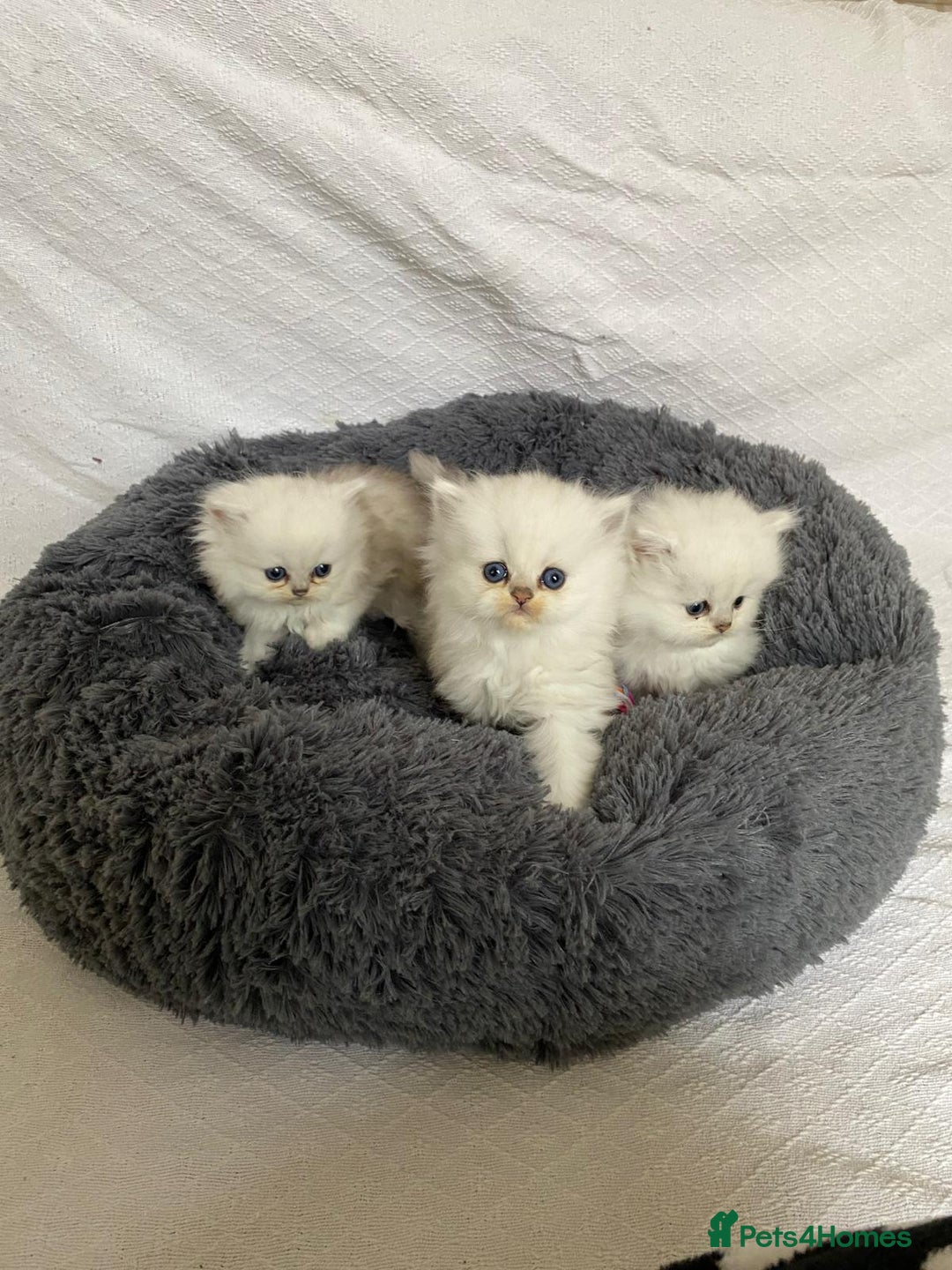 Persian cats for sale: Persian kitten - Advert 5