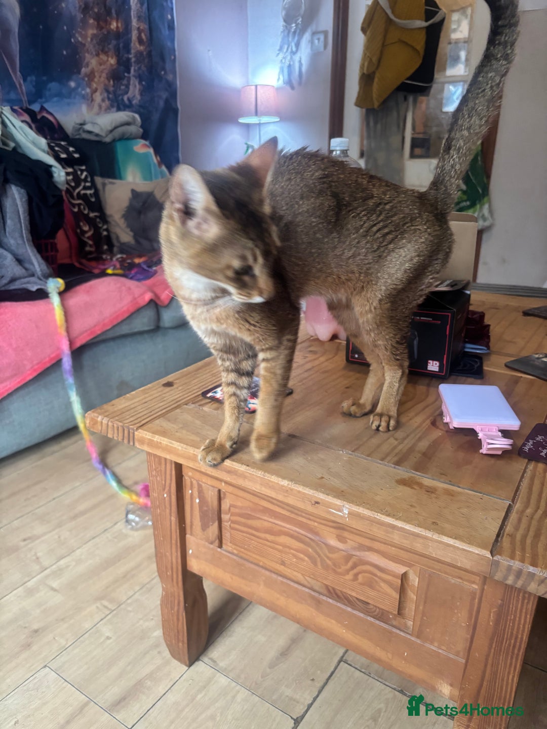 Chausie cats for sale: Lovely sweet female Chausie available  - Image 3